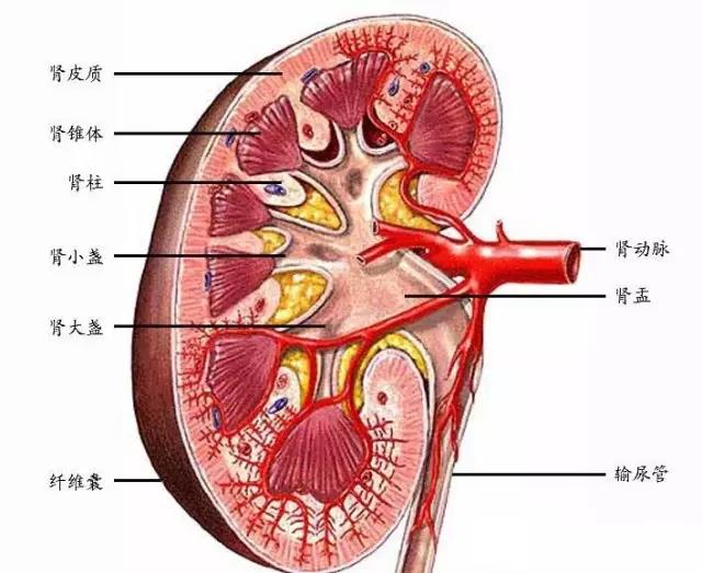 【净水头条】再这么喝水，你的肾就毁了？
